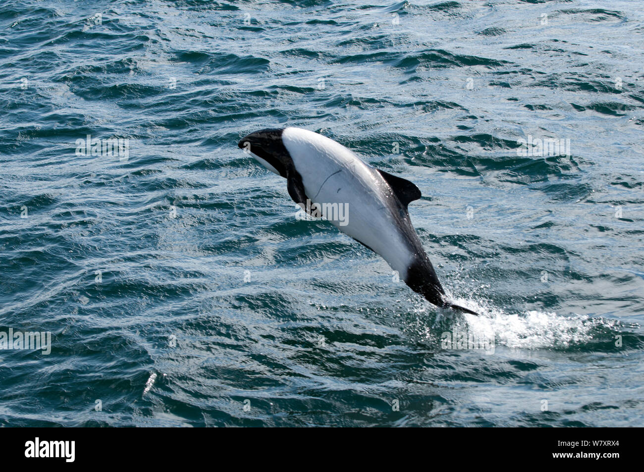 Commerson's dolphin (Cephalorhynchus commersonii) salta fuori la costa nord di Saunders Island, West Falklands, Oceano Meridionale. Marzo Foto Stock