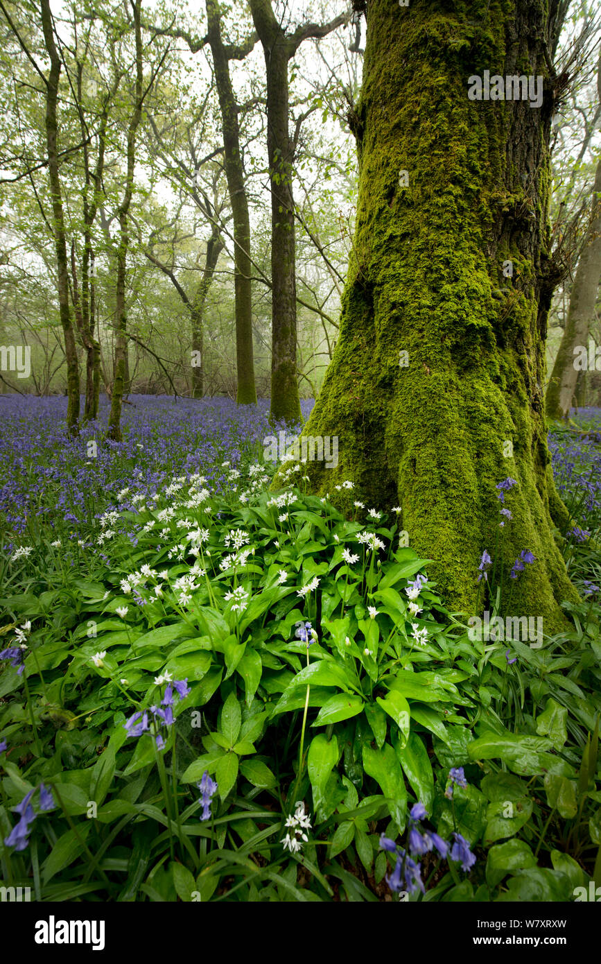 Comune in lingua inglese (bluebell Hyacinthoides non scripta) e aglio selvatico (Allium ursinum), Dorset, Inghilterra. Aprile 2014. Foto Stock