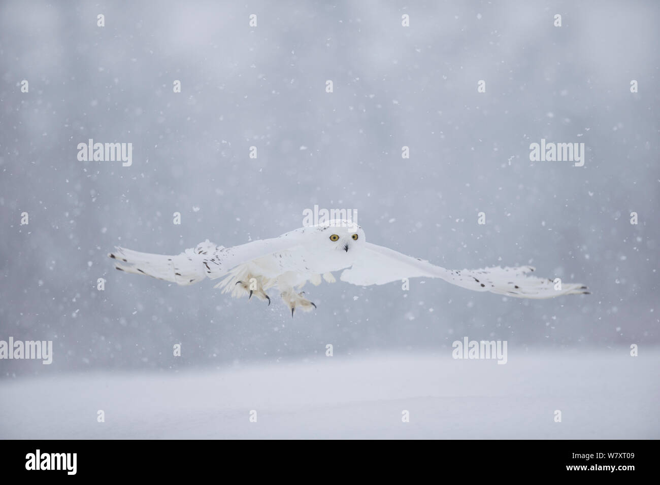 Civetta delle nevi (Bubo scandiaca) volando a bassa quota, captive, febbraio. Foto Stock