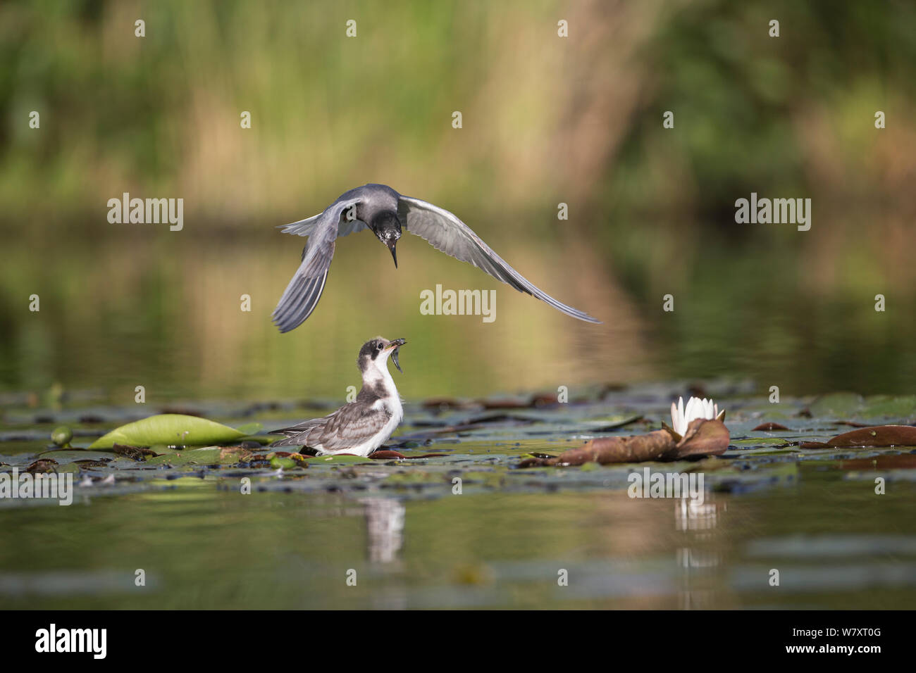 Black Tern (Chlidonias niger) alimentazione dei giovani al nido, Seddinsee, Brandeburgo, Germania, Giugno. Foto Stock