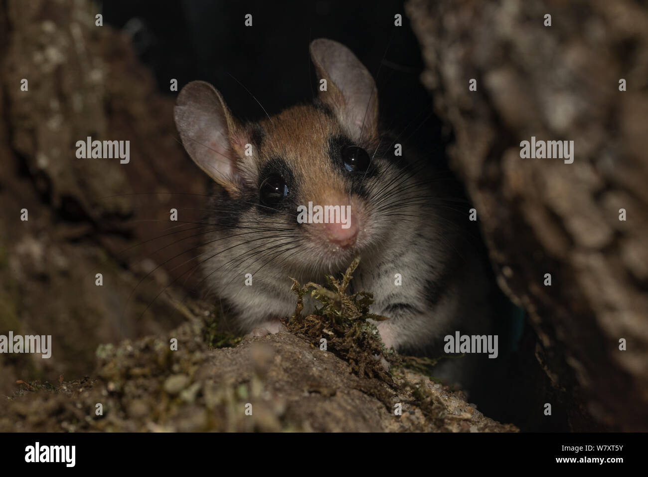 Quercino (Eliomys quercinus) guardando al di fuori di un foro albero, Germania, captive, Agosto. Foto Stock