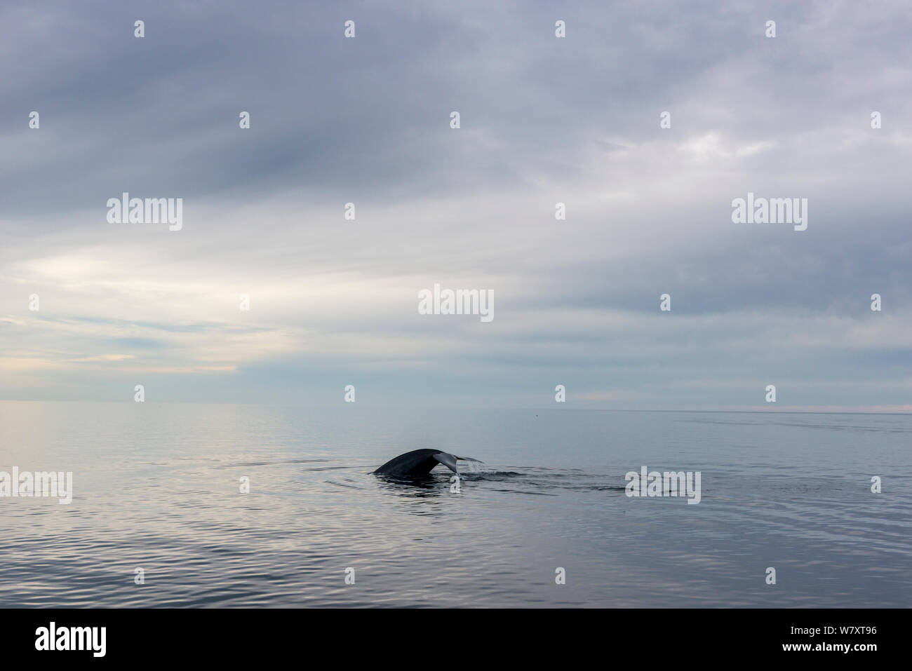 Humpback Whale (Megaptera novaeangliae), con fluke contrassegnati con barnacle allegati al tramonto, CONANP area protetta, Baja California Sur, Mare di Cortez, Messico. Febbraio. Foto Stock