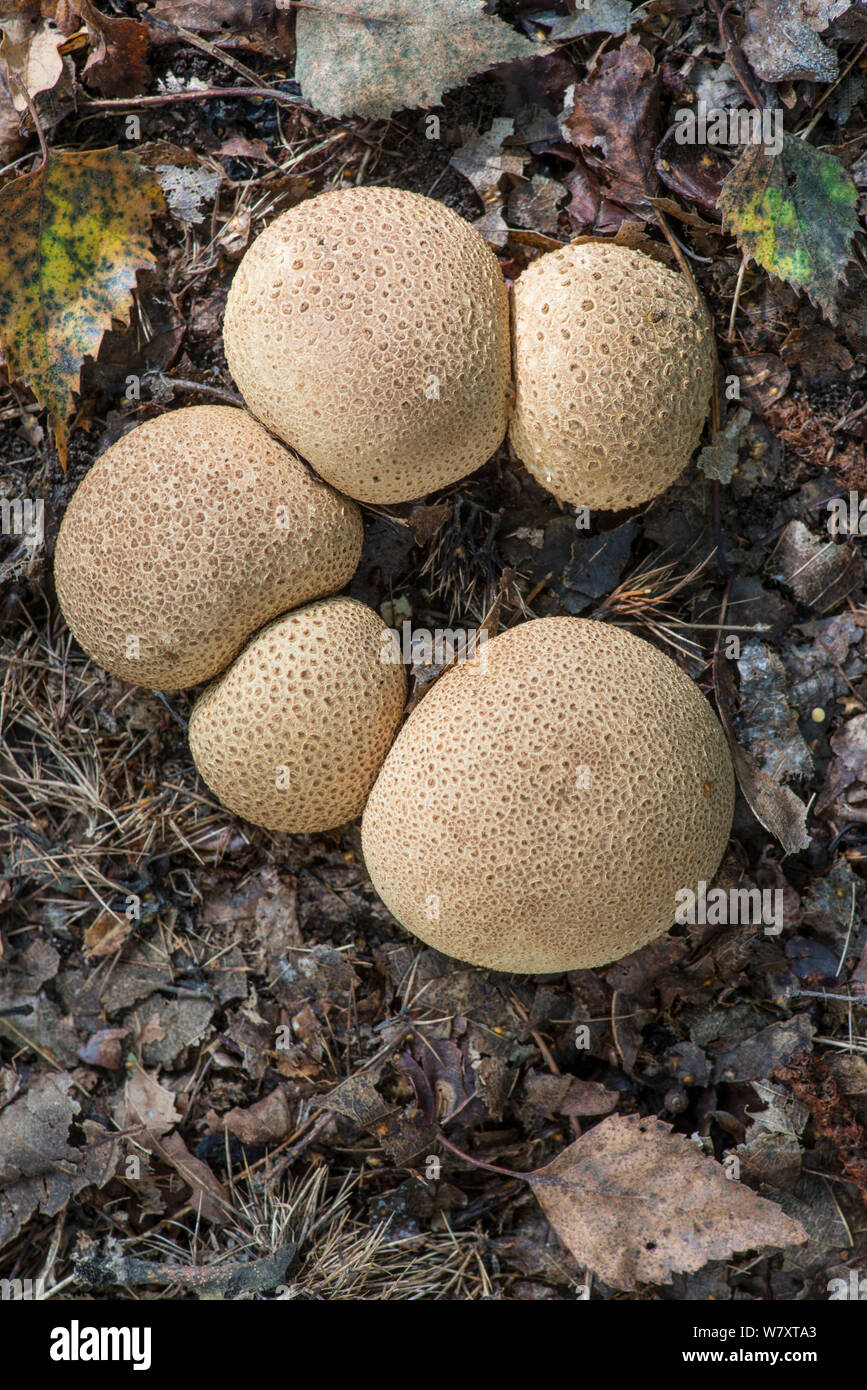 Earthball comune (Scleroderma citrinum), Surrey, Regno Unito, Settembre. Foto Stock