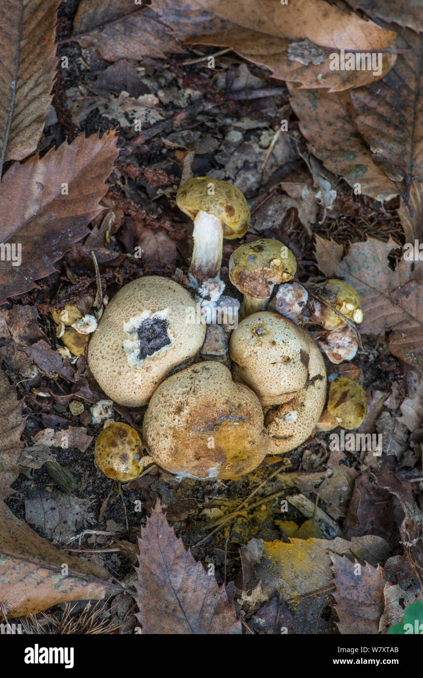 Bolete parassita (Pseudoboletus parasiticus) cresce su Earthball comune (Scleroderma citrinum) Surrey, Regno Unito, Settembre. Foto Stock