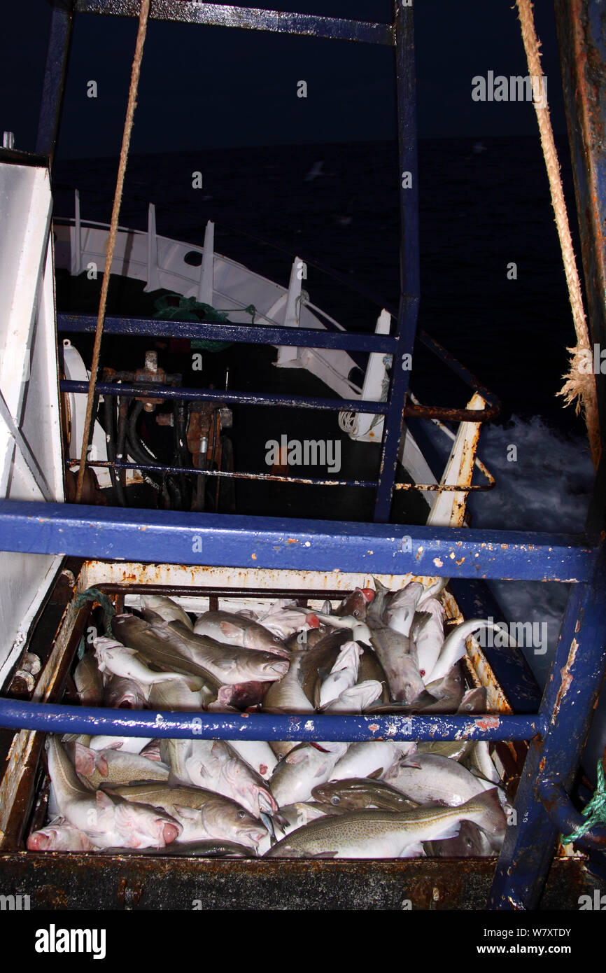 Tramoggia riempita con il merluzzo bianco (Gadus morhua) sul bordo di un mare del Nord trawler, febbraio 2014. Tutti i non-usi editoriali deve essere eliminato singolarmente. Foto Stock