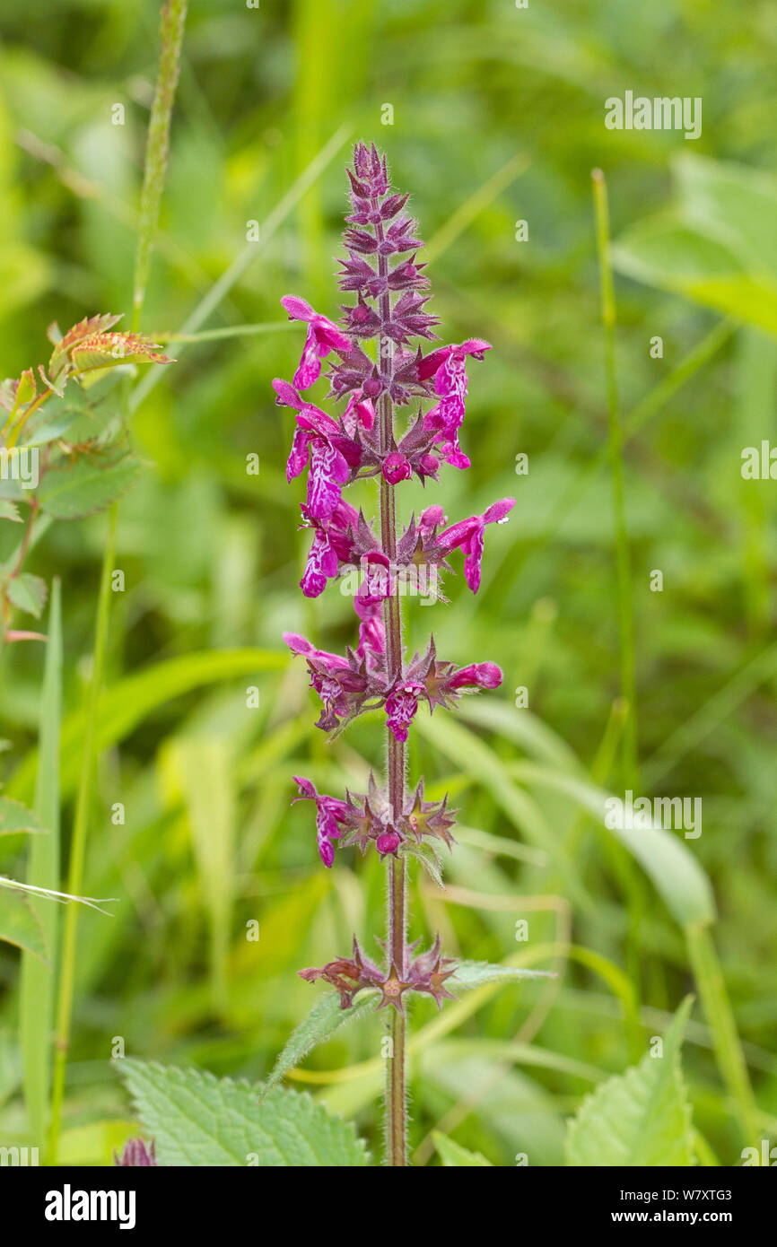 Hedge Woundwort (Strachys sylvatica) Hutchinson&#39;s Bank, New Addington, Croydon, South London, England, Regno Unito, Giugno Foto Stock