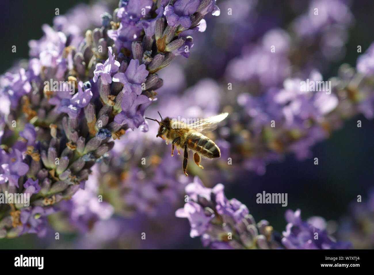 Il miele delle api (Apis mellifera) in volo, avvicinandosi alla LAVANDA (Lavandula sp) fiori nel giardino, Somerset, Regno Unito, Luglio. Foto Stock