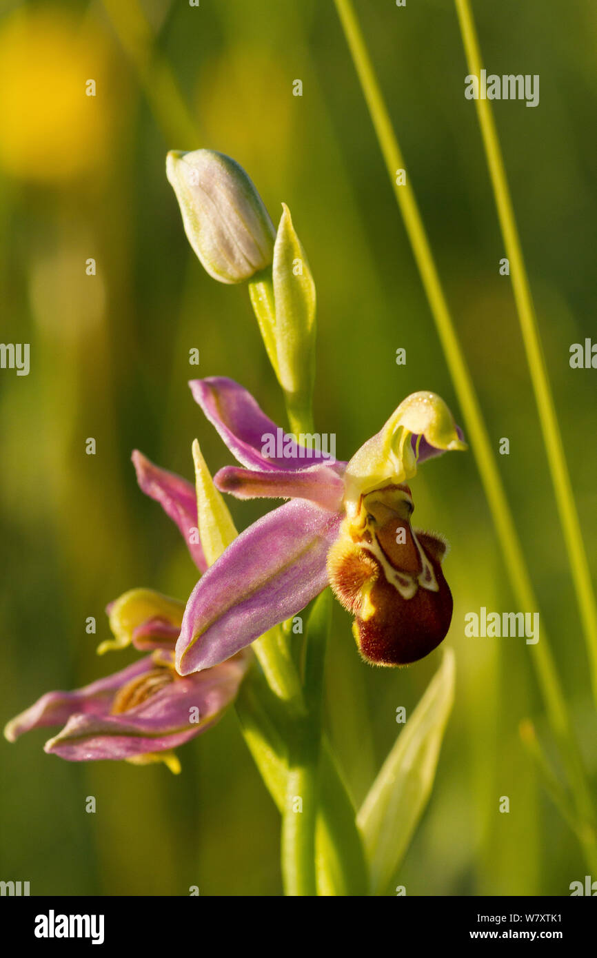 Bee orchid (Ophrys apifera) close up di fiore che mostra bee mimica per attrarre impollinatori. Il cancelliere's Farm riserva (gestito dalla Somerset Wildlife Trust) vicino Priddy, Somerset, Regno Unito, Giugno. Foto Stock