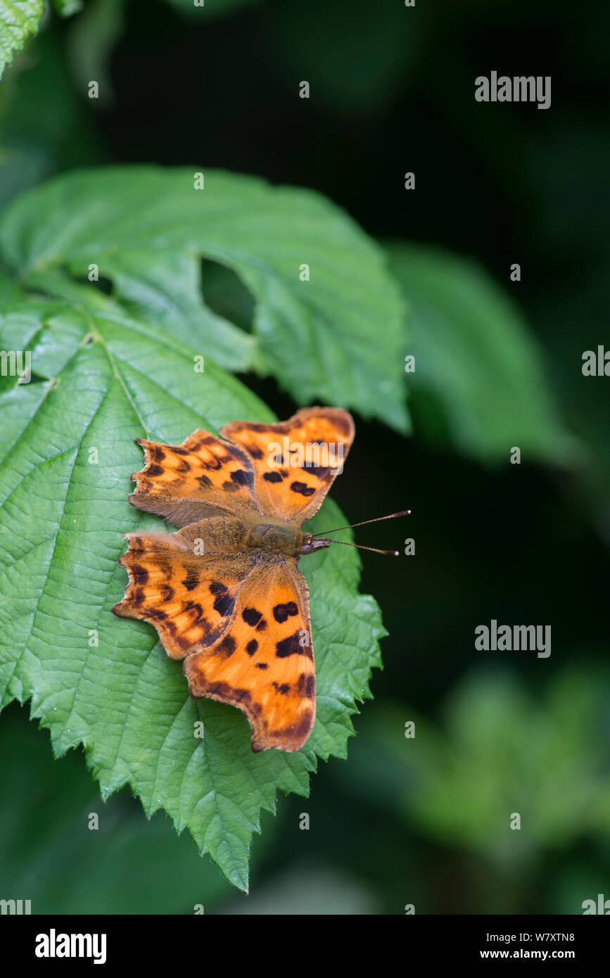 Virgola Butterfly (Polygonia c-album) Surrey, Inghilterra, Giugno. Raccolto di 1489961. Foto Stock