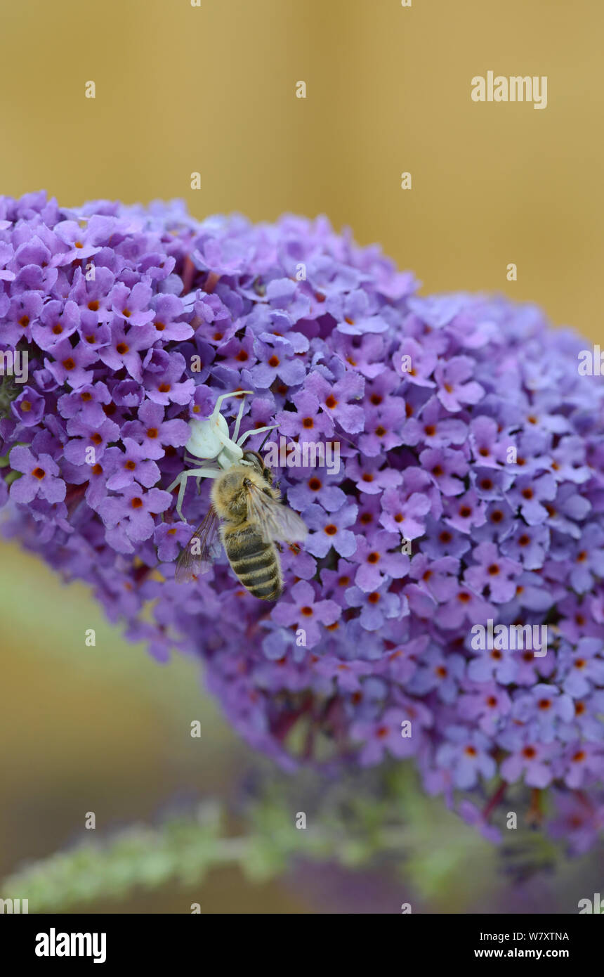 Il ragno granchio (Misumena vatia) con catturato il miele delle api (Apis mellifera) su (Buddleia Buddleja davidii) Surrey, Inghilterra, Luglio. Foto Stock