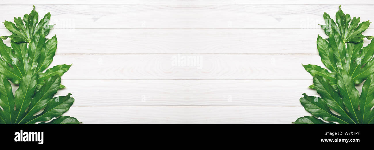 Vista dall'alto di foglie verdi su bianco sullo sfondo di legno. Lay piatto. Banner di Creative . Copia spazio per il testo. Foto Stock