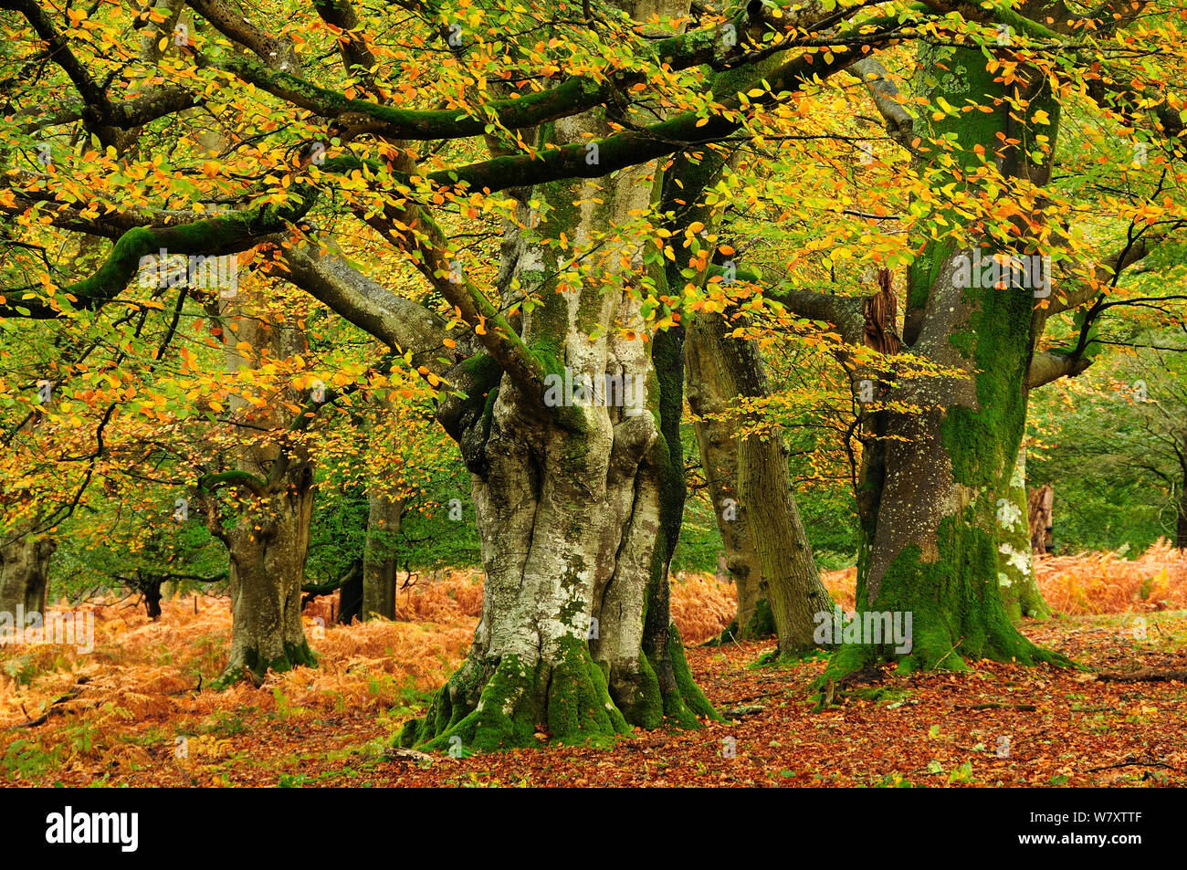 Coppia faggio (Fagus sylvatica) alberi in Marco legno di frassino, New Forest, Hampshire, Regno Unito, novembre. Foto Stock