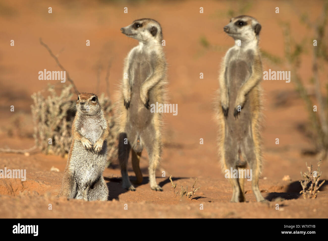 Meerkats (Suricata suricatta), la condivisione burrow con massa scoiattolo (Xerus inauris) Kgalagadi Parco transfrontaliero, Northern Cape, Sud Africa, non-ex. Foto Stock