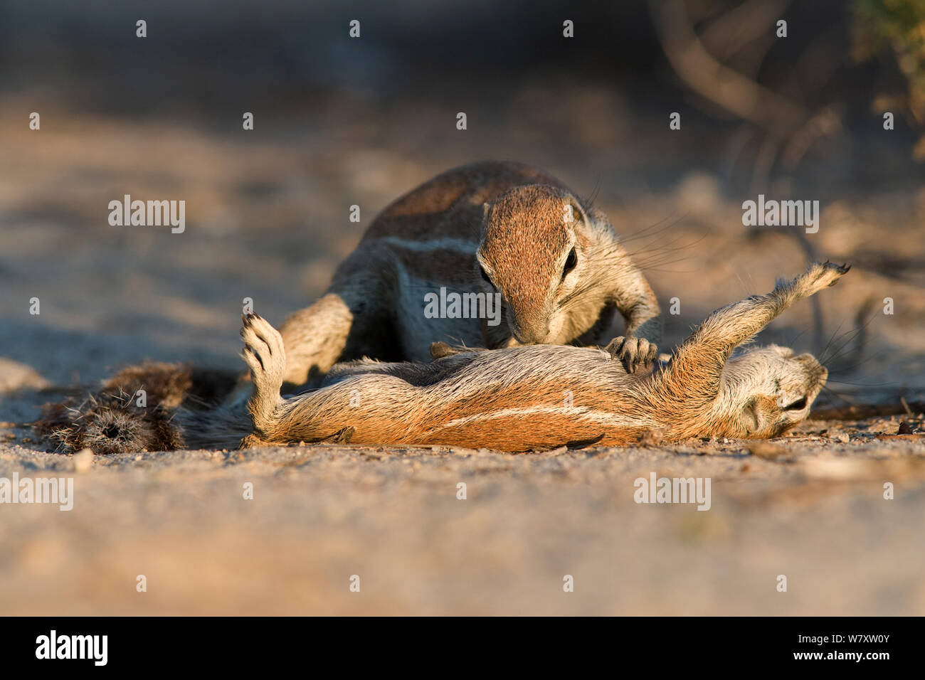 Massa (scoiattolo Xerus inauris) toelettatura baby, Kgalagadi Parco transfrontaliero, Sud Africa. Foto Stock Massa (scoiattolo Xerus inauris) toelettatura baby, Kgalagadi Parco transfrontaliero, Sud Africa. Foto Stock
