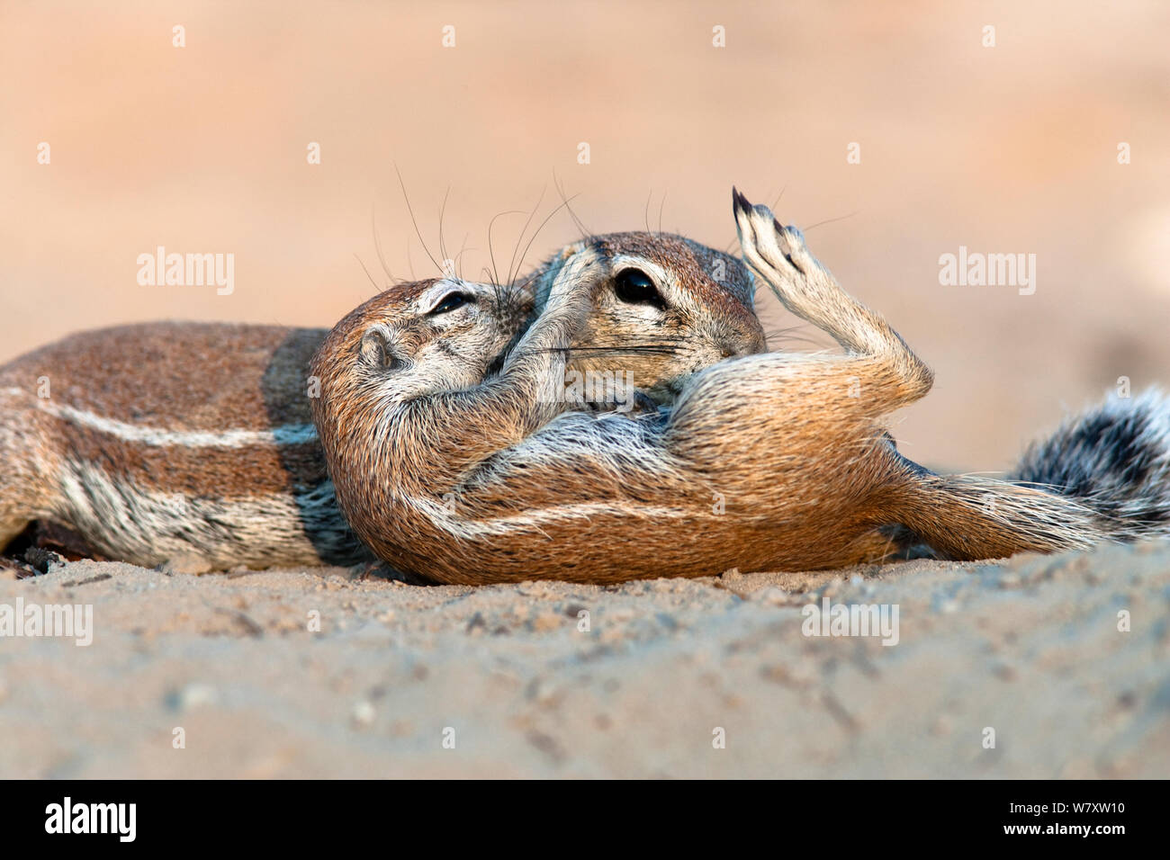 (Duplicato) Massa (scoiattolo Xerus inauris) toelettatura baby, Kgalagadi Parco transfrontaliero, Sud Africa Foto Stock (Duplicato) Massa (scoiattolo Xerus inauris) toelettatura baby, Kgalagadi Parco transfrontaliero, Sud Africa Foto Stock