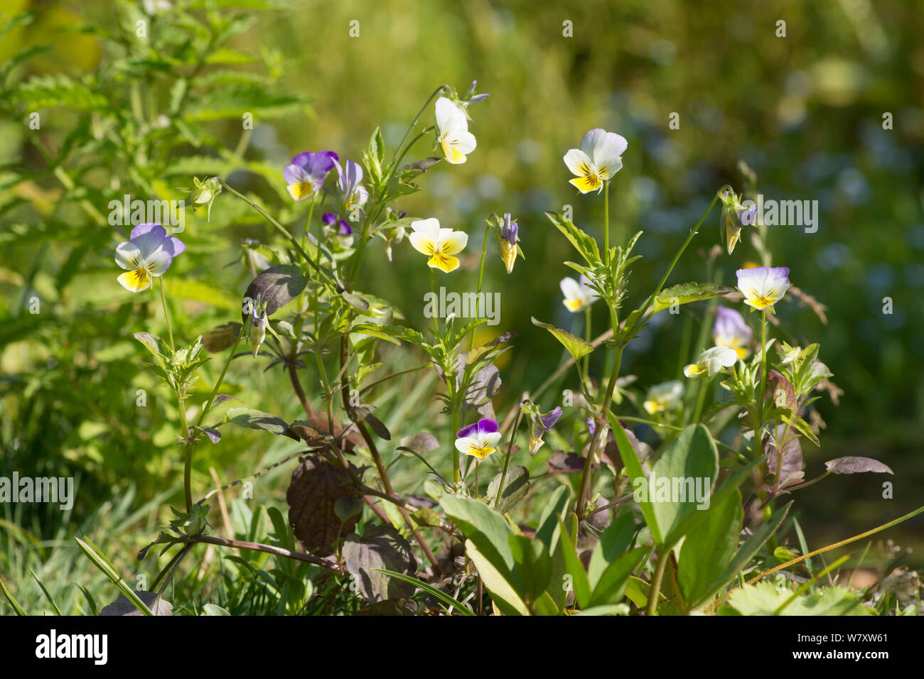 Wild Pansy, Heartsease, Viola tricolore, cuore di semplicità, Sussex, Regno Unito. Luglio Foto Stock