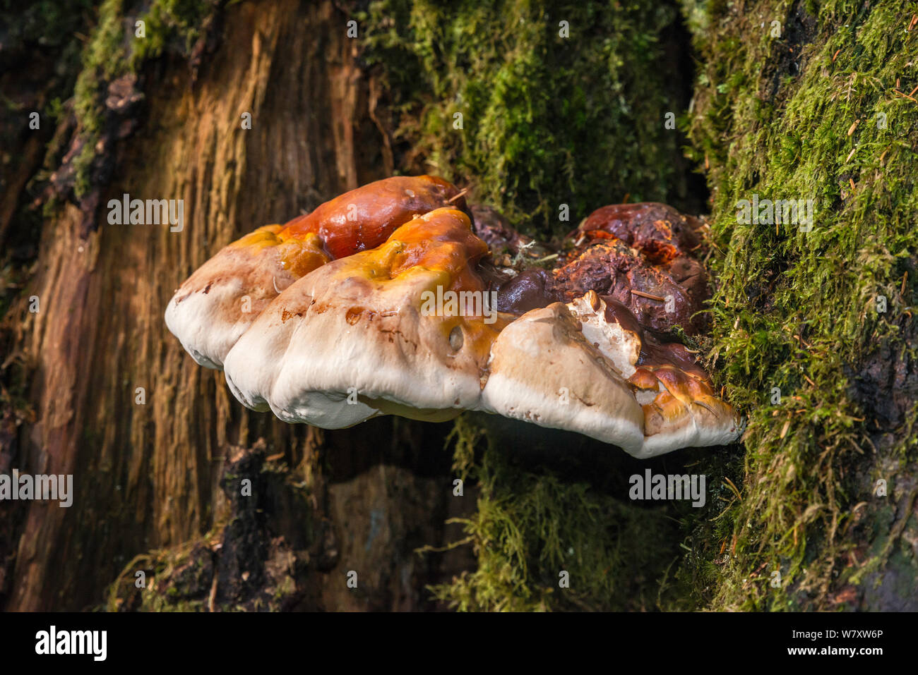 Polypore aka funghi mensola o ripiano funghi, crescente sul ceppo di albero a Denny Creek Trail al Lago Melakwa, North Cascades, nello stato di Washington, USA Foto Stock