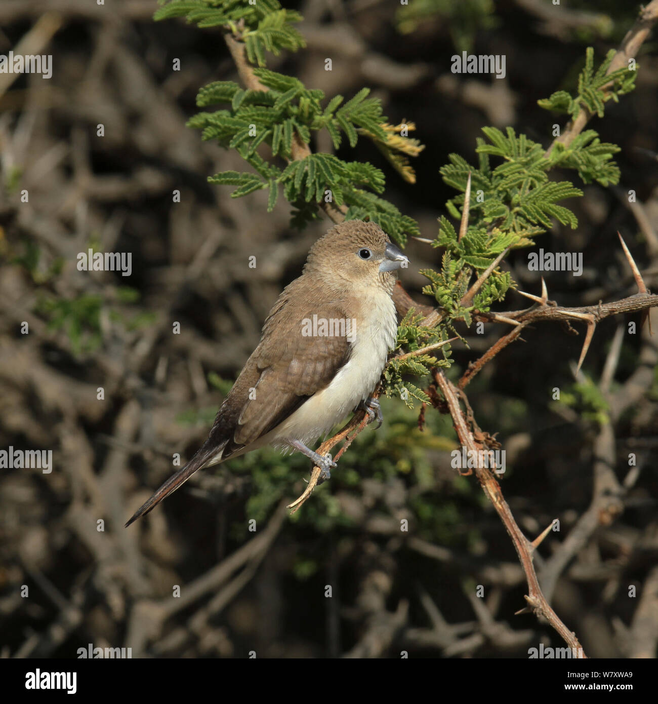 African silverbill (Euodice cantans) Oman, Febbraio Foto Stock