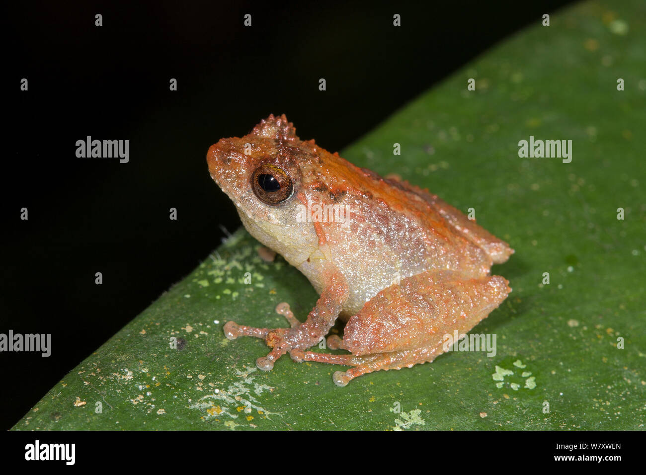 Boccola marrone (rana Philautus petersi) Kinabalu National Park, Sabah Borneo. Foto Stock