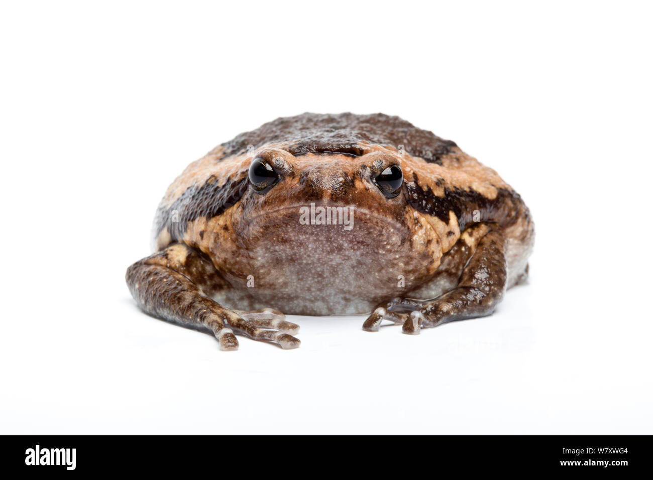 Asian Bullfrog (Kaloula pulchra) su sfondo bianco, captive si verifica nel Sud Est Asiatico. Foto Stock