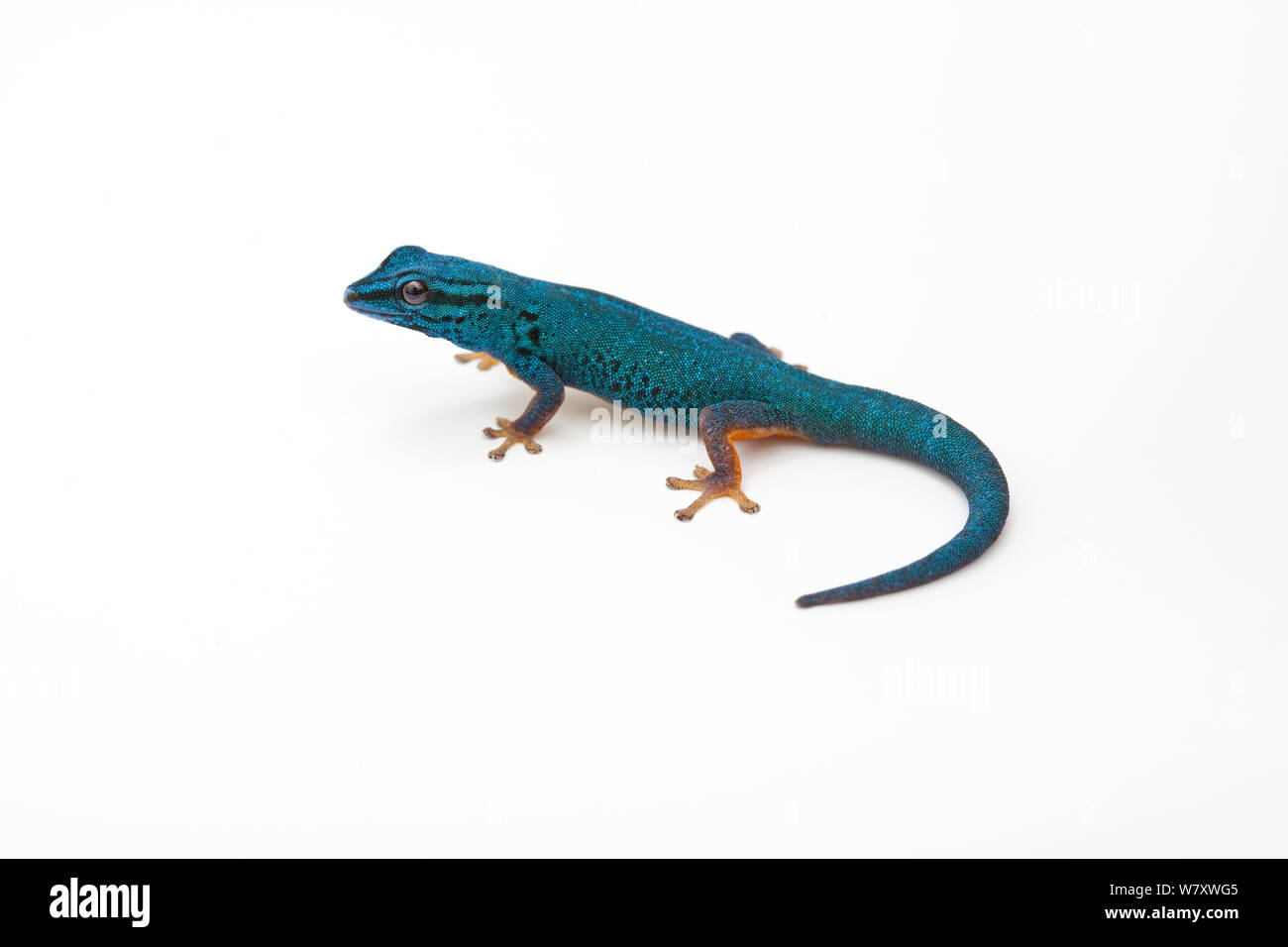 Blu elettrico giorno gecko (Lygodactylus williamsi) su sfondo bianco, endemica in Tanzania. In modo critico le specie in via di estinzione. Foto Stock