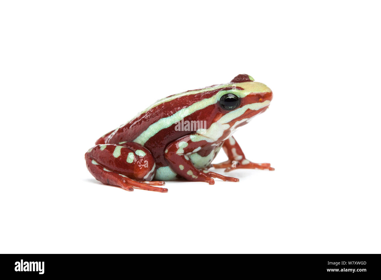 Phantasmal poison dart frog (Epipedobates tricolore), su sfondo bianco captive endemica in Ecuador. Specie in via di estinzione. Foto Stock