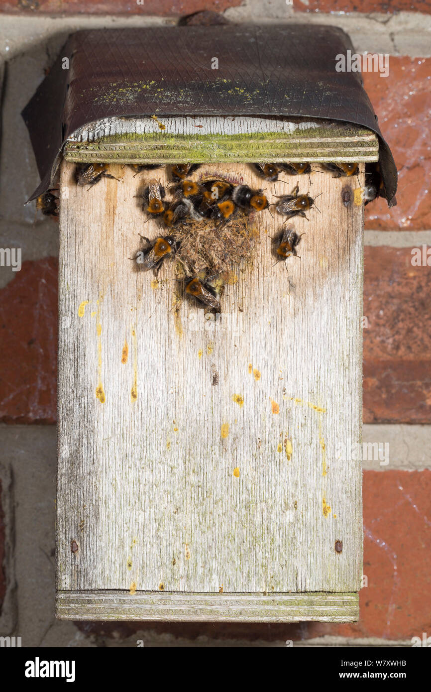 Carda comune bee (Bombus pascuorum) colonizzando vecchie di nidificazione di uccelli casella, UK. Foto Stock