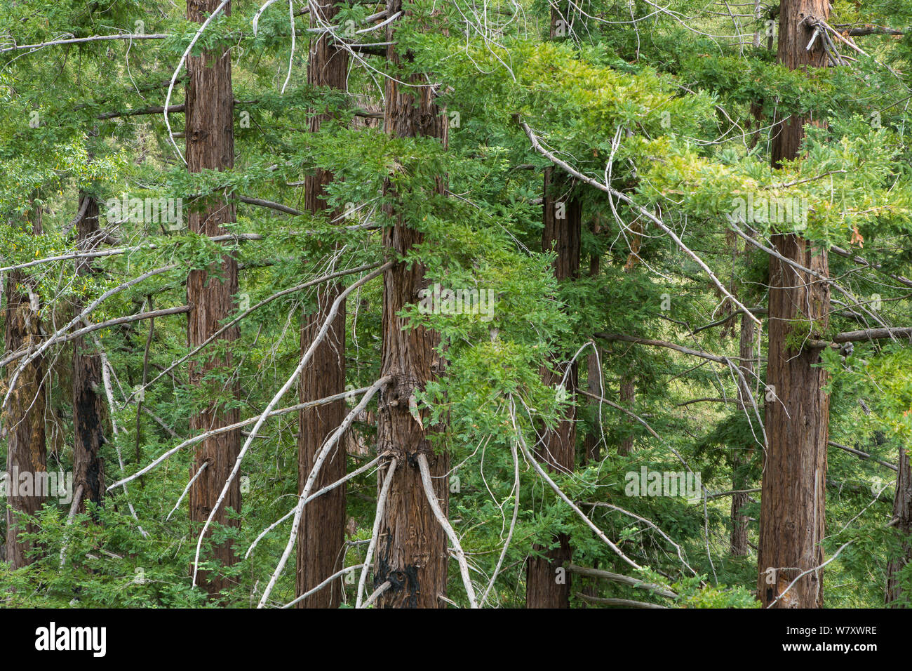 Costiera di alberi di sequoia (Sequoia sempervirens) a Pfeiffer Big Sur State Park, California, USA, Giugno.. Foto Stock