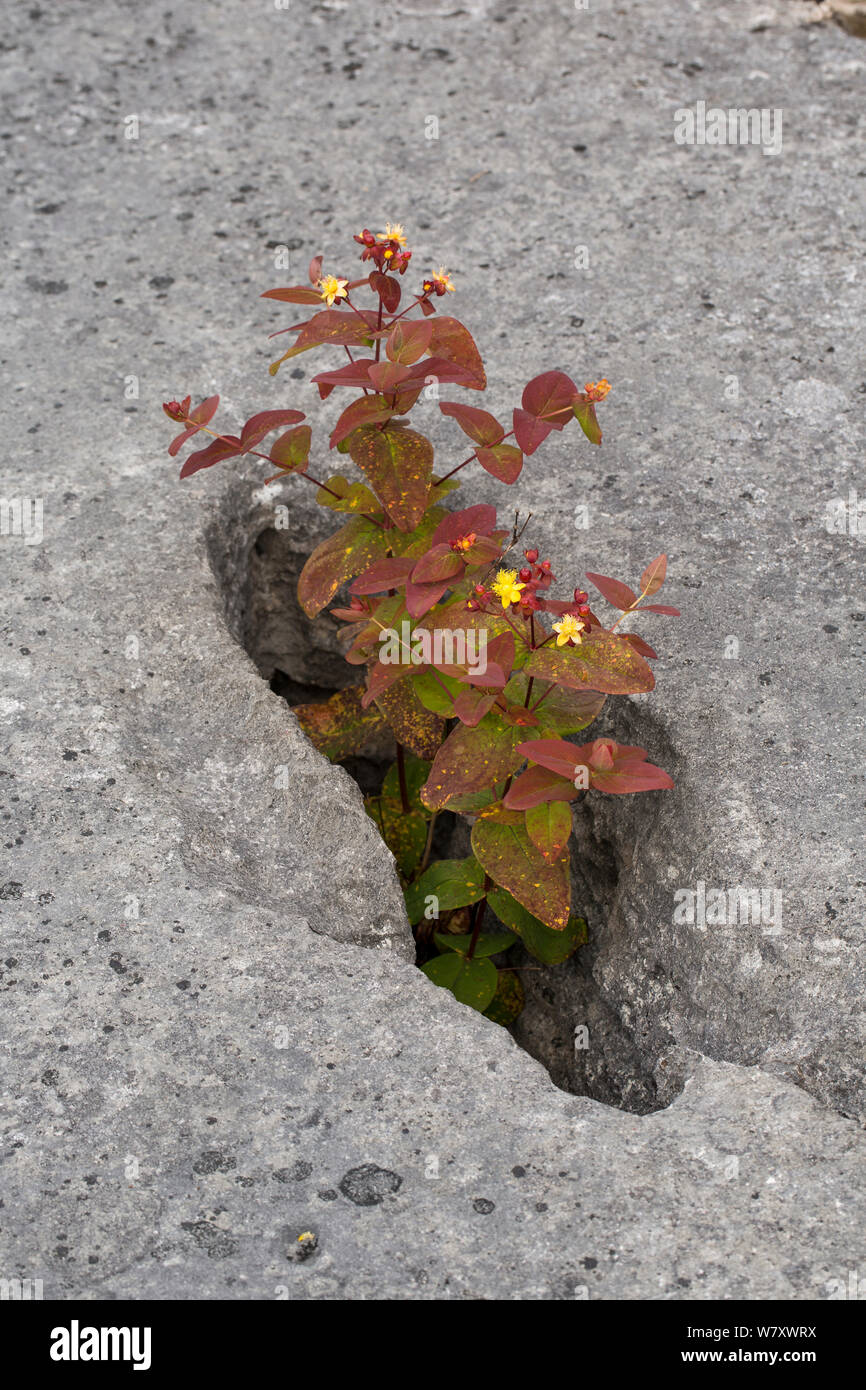 Tutsan (Hypericum androsaemum) crescente sulla pavimentazione di pietra calcarea, Lancashire, Inghilterra, Regno Unito, Luglio. Foto Stock