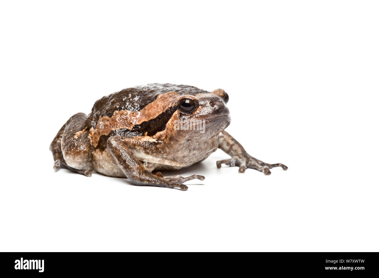 Asian Bullfrog (Kaloula pulchra) su sfondo bianco, captive si verifica nel Sud Est Asiatico. Foto Stock