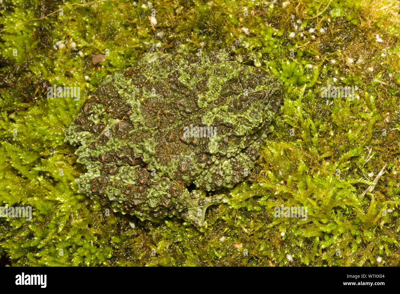 Mossy rane (Theloderma corticale) mimetizzata, captive si verifica in Vietnam. Foto Stock