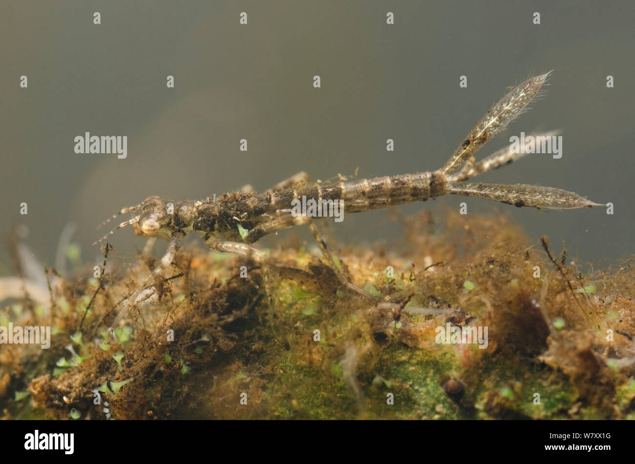A stretta damselfly alato (Coenagrionidae) ninfa tra i sedimenti, Europa, Gennaio, condizioni controllate. Foto Stock