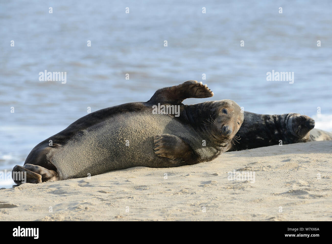 Adulto guarnizione grigio (Halichoerus grypus) agitando una pinna mentre giaceva in una colonia in appoggio su di una spiaggia di sabbia, Norfolk, Regno Unito, gennaio. Foto Stock