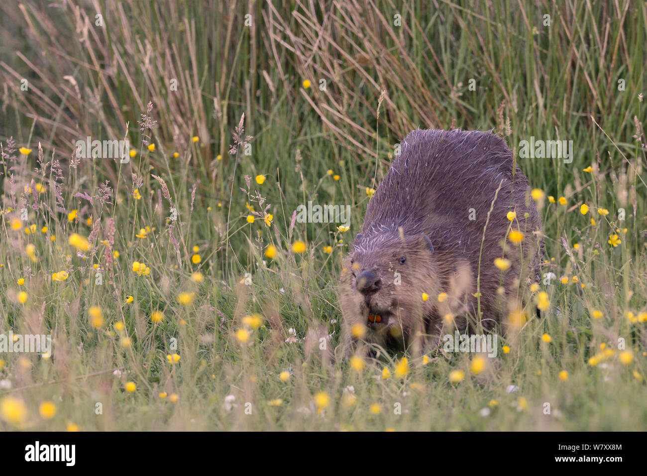 Eurasian castoro (Castor fiber) adulti erba di pascolo tra renoncules (Ranunculus acris) vicino al margine di un territorio paludoso stagno in un contenitore grande dopo il tramonto, Devon, Regno Unito, Giugno. Foto Stock