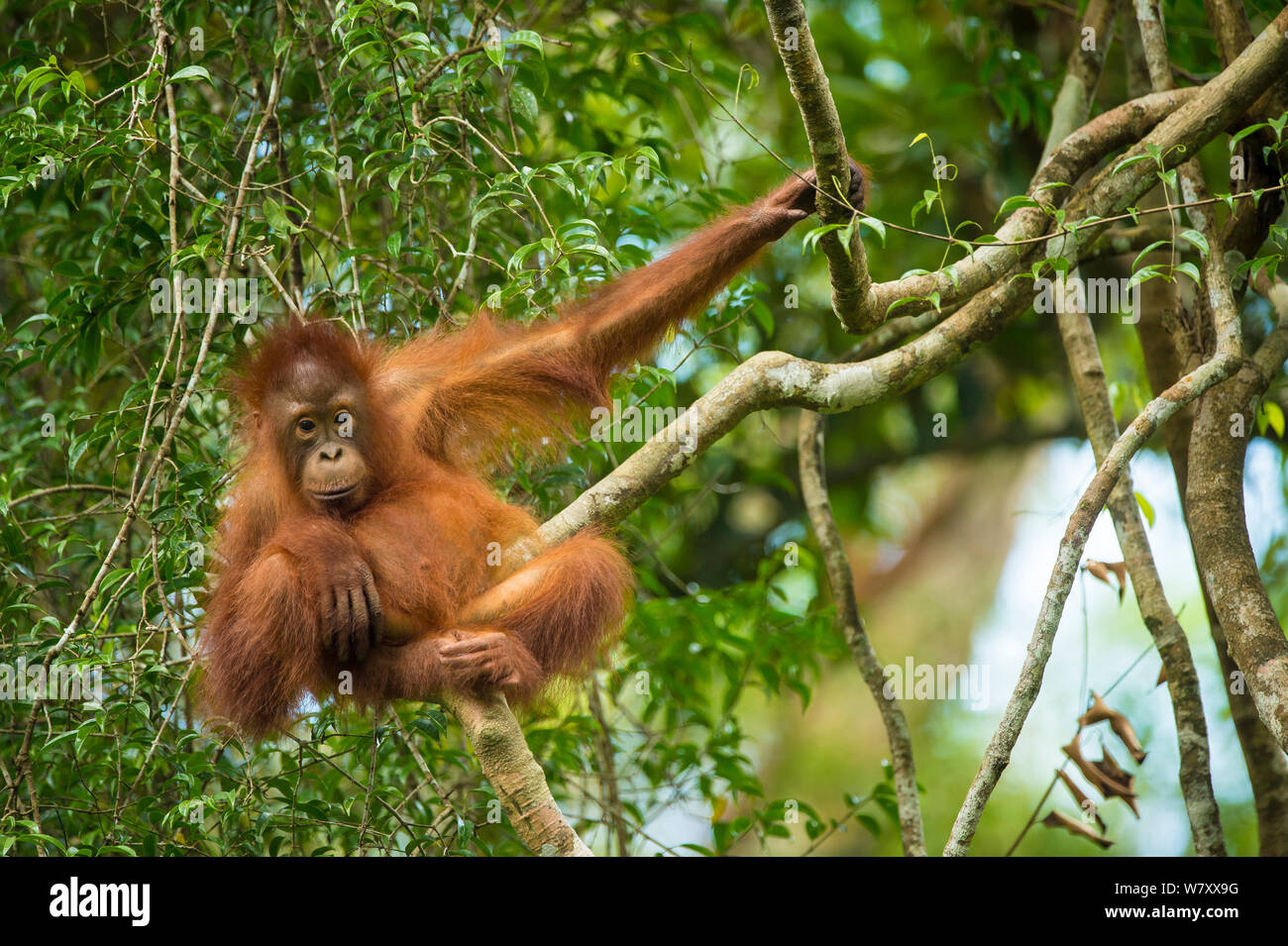 Bornean orangutan (Pongo pygmaeus) del bambino nella struttura ad albero, Tanjung messa National Park, Borneo-Kalimatan, Indonesia, specie in via di estinzione. Foto Stock