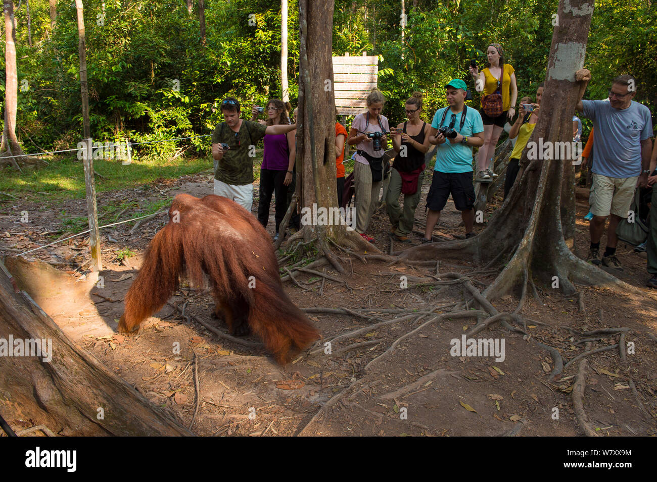 I turisti a guardare Tom, il maschio dominante Bornean orangutan (Pongo pygmaeus) a Leakey Camp, Tanjung messa National Park, Borneo-Kalimatan, Indonesia, specie in via di estinzione, Agosto 2014. Foto Stock