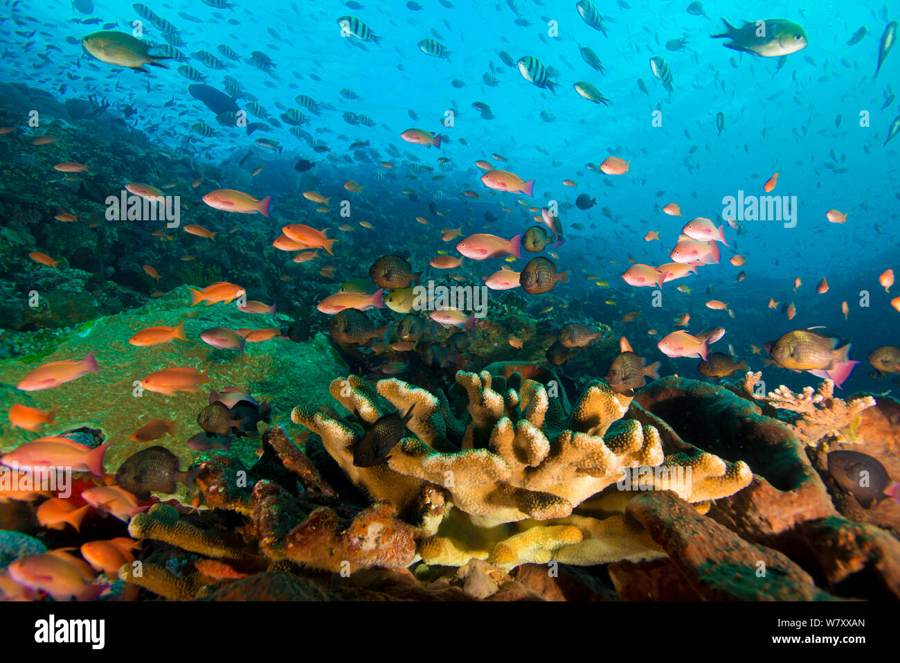 Coral reef con varietà di coralli, spugne, echinodermi e pesce, Parco Nazionale di Komodo, Indonesia. Foto Stock