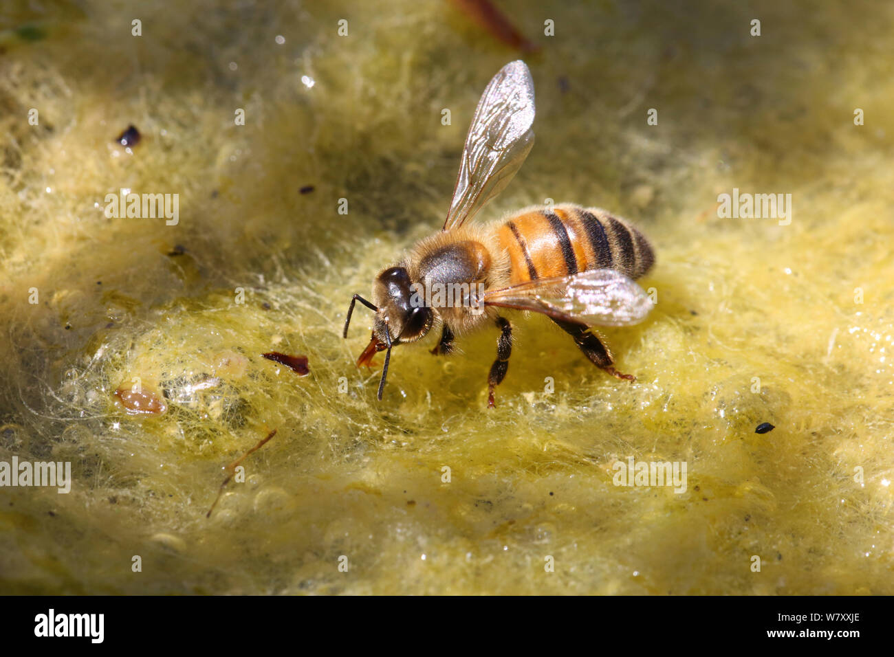 Il miele delle api (Apis mellifera) lavoratore bere da alghe ricoperto di stagno. Surrey, Inghilterra, Agosto. Foto Stock