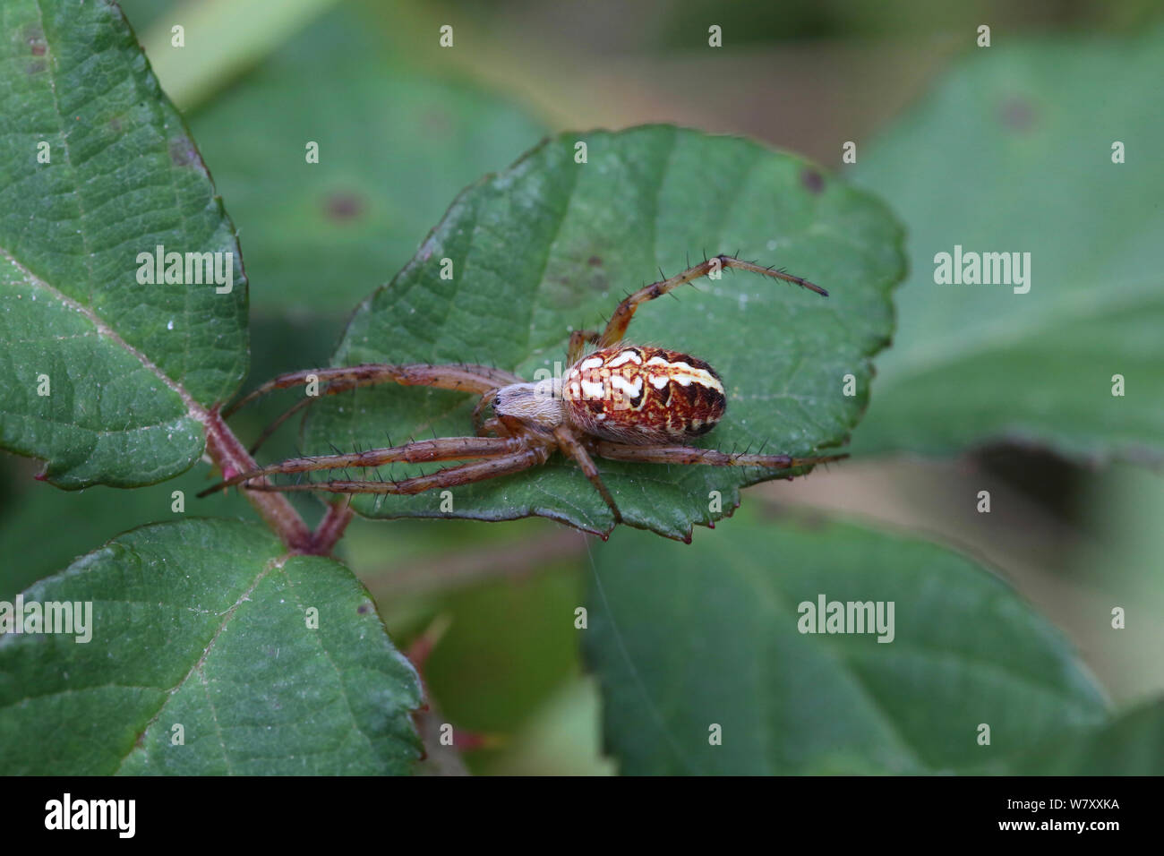 Spider (adiantum Neoscona) su Rovo foglie. Il Dorset, Inghilterra, Agosto. Foto Stock