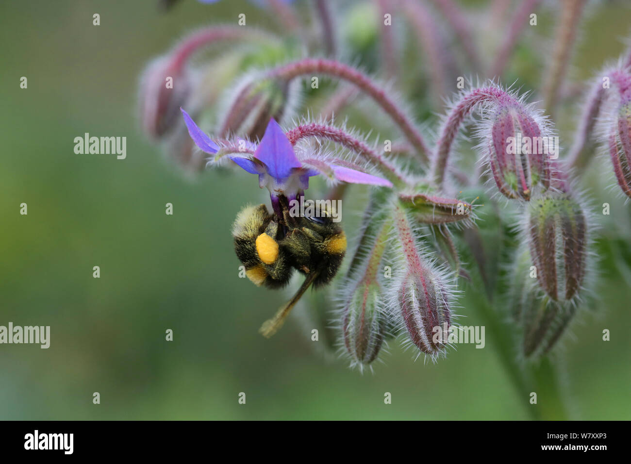 White-tailed bumblebee (Bombus lucorum) lavoratore con piena di sacche di polline visitando la Borragine (borragine officinalis) fiore. Surrey, Inghilterra, Luglio. Foto Stock