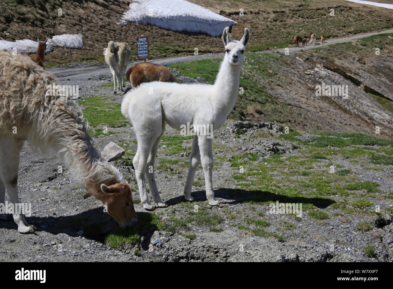 Giovani Llama (Lama glama) Pirenei francesi, in Francia, in luglio. Foto Stock