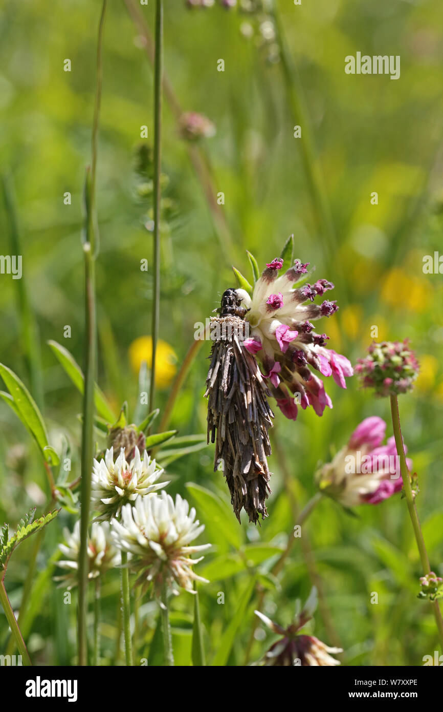 Bagworm moth (Psychidae) caterpillar sul trifoglio rosso (Trifolium pratense) Francia, Luglio. Foto Stock