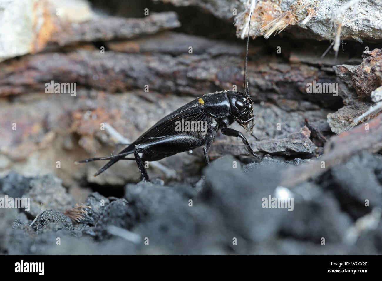 Campo europeo cricket (Gryllus campestris) La Palma, Canarie, Ottobre. Foto Stock