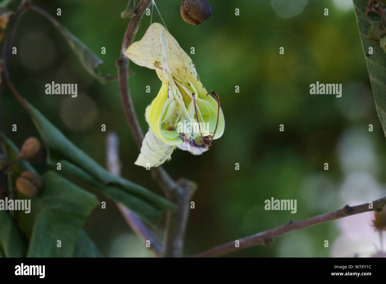 Brimstone butterfly (Gonepteryx rhamni) emergente dalla pupa, Surrey, Inghilterra, Luglio. Sequenza 4 di 8. Foto Stock