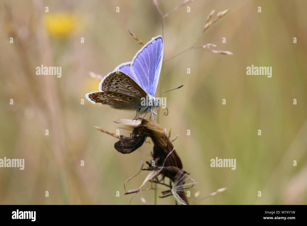 Comune di blue butterfly (Polyommatus icarus) Lingua di svolgimento, Surrey, Inghilterra, Luglio. Foto Stock