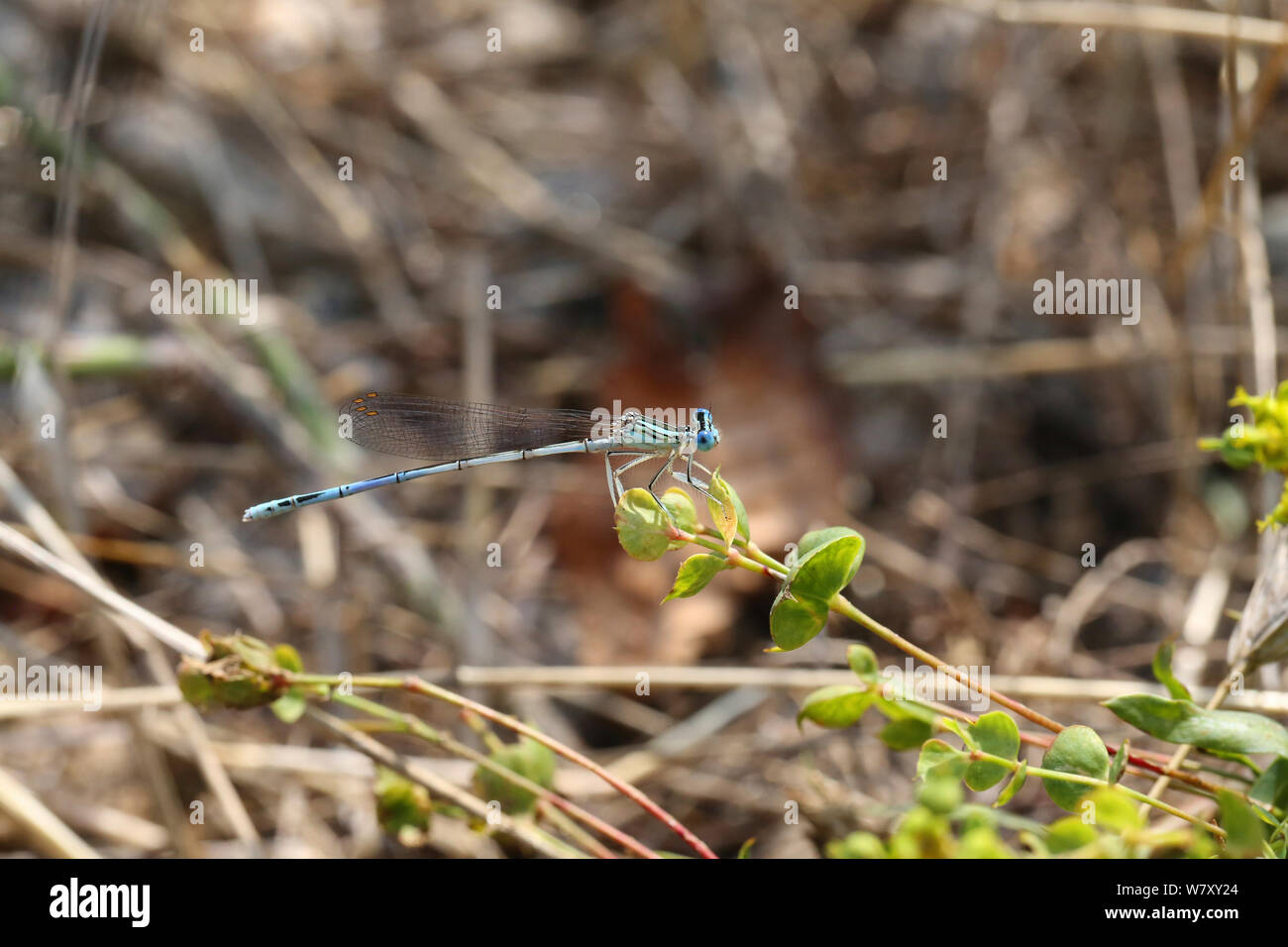 Bianco-zampe (damselfly Platycnemis pennipes) maschio, Bulgaria, Luglio. Foto Stock