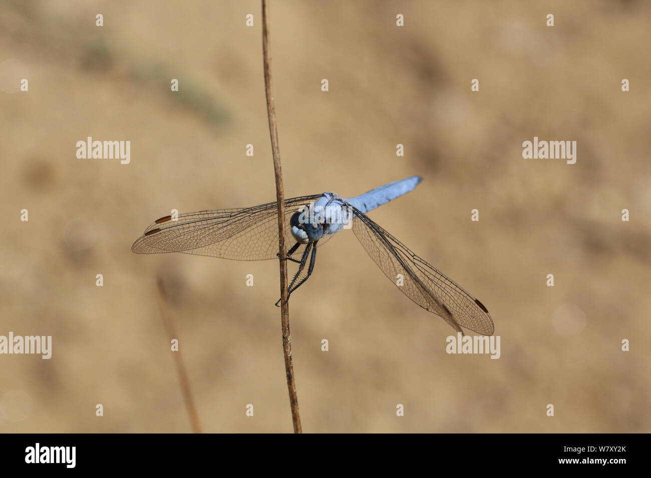 Southern skimmer dragonfly (Orthetrum brunneum) maschio, Bulgaria, Luglio. Foto Stock