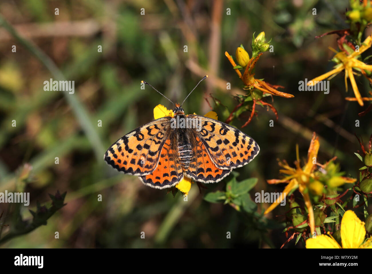 Avvistato fritillary butterfly (Melitaea didyma) Bulgaria, Luglio. Foto Stock