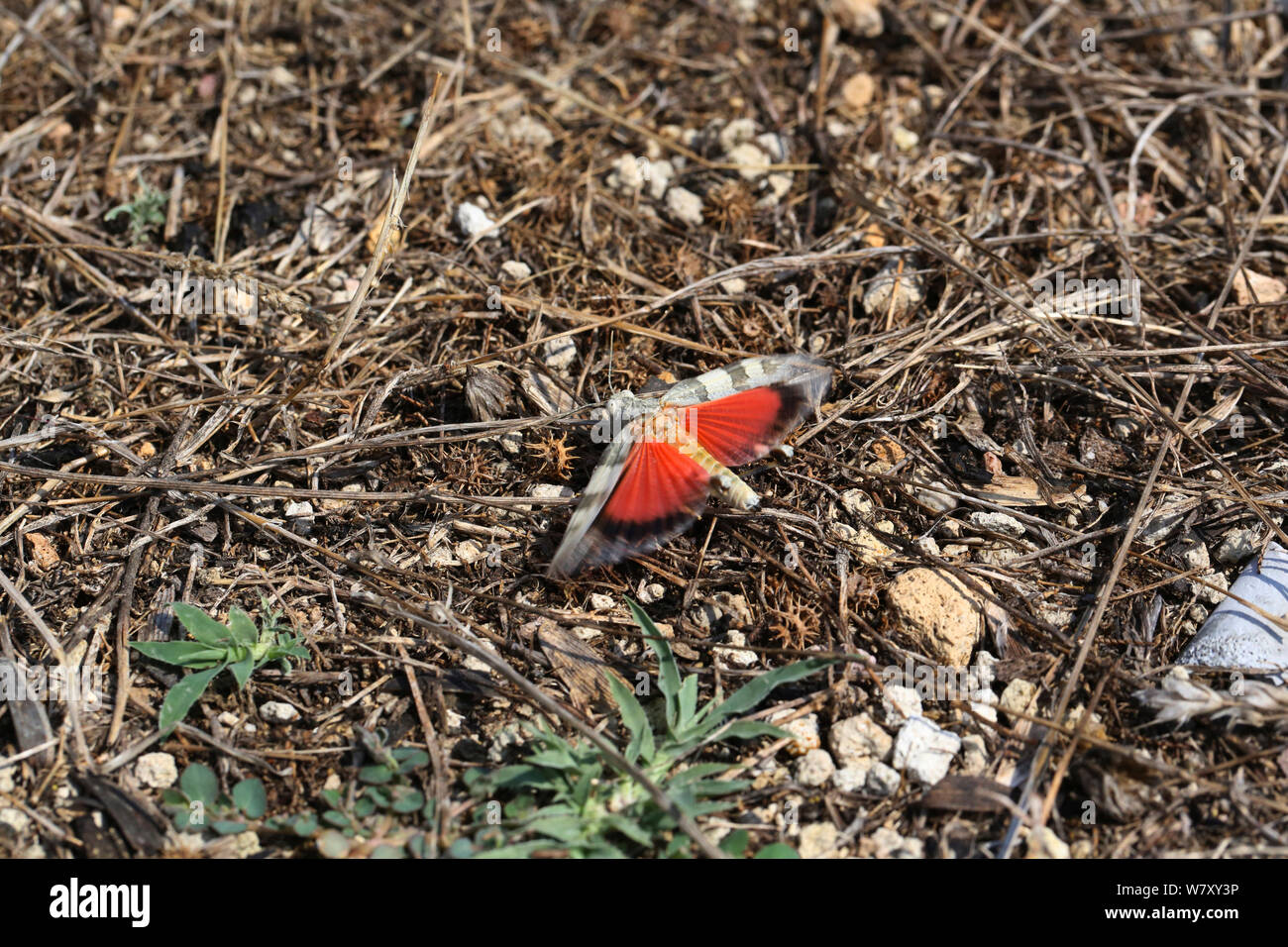 Rosso-winged grasshopper (Oedipoda miniata) maschio visualizzando un flash di colore rosso, Bulgaria, Luglio. Foto Stock