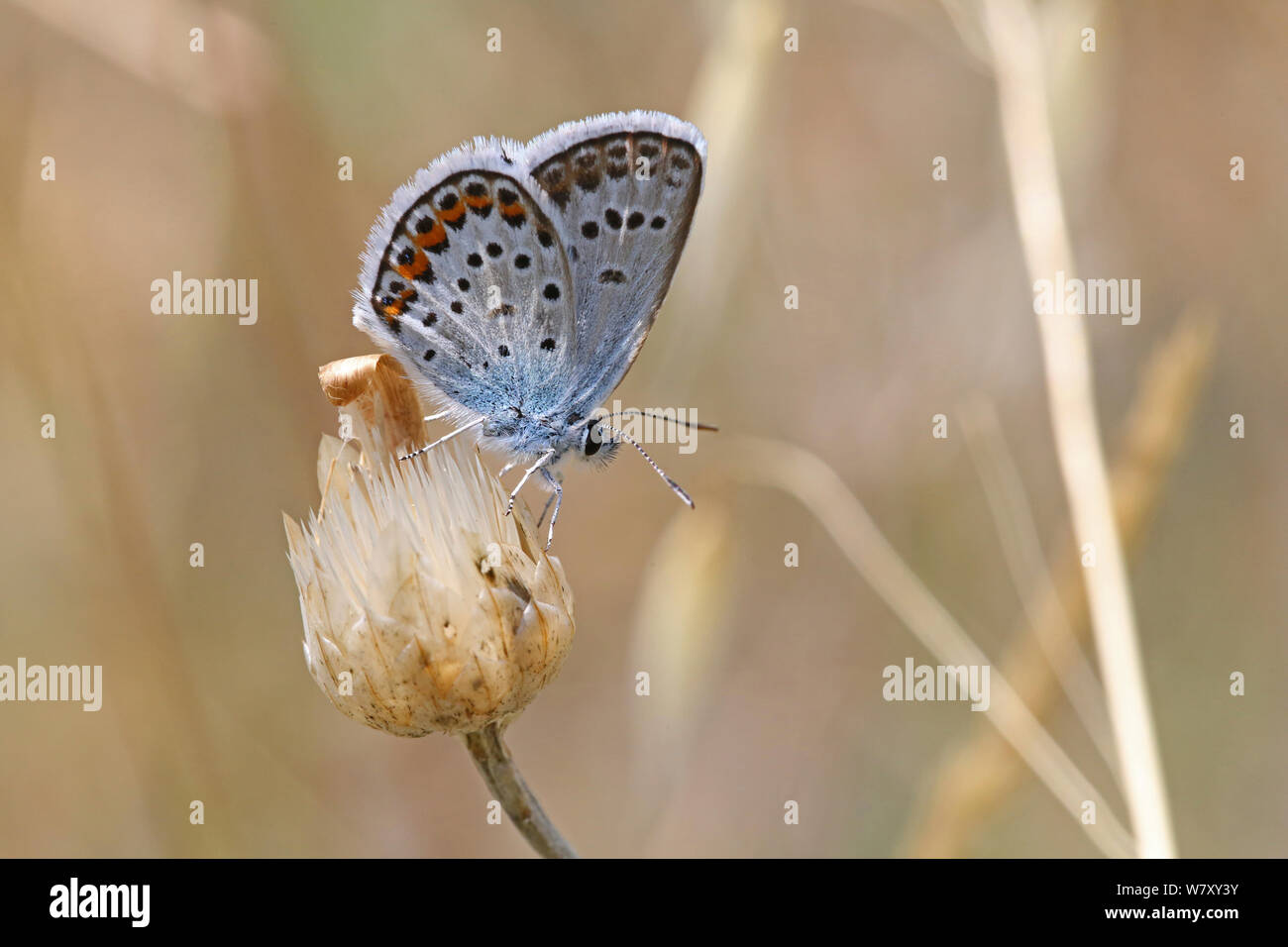 Argento-blu chiodati (Plebejus argus) Bulgaria, Luglio. Foto Stock